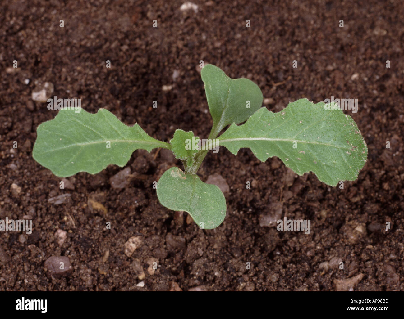Charlock Sinapis arvense piantina con due foglie vere Foto Stock