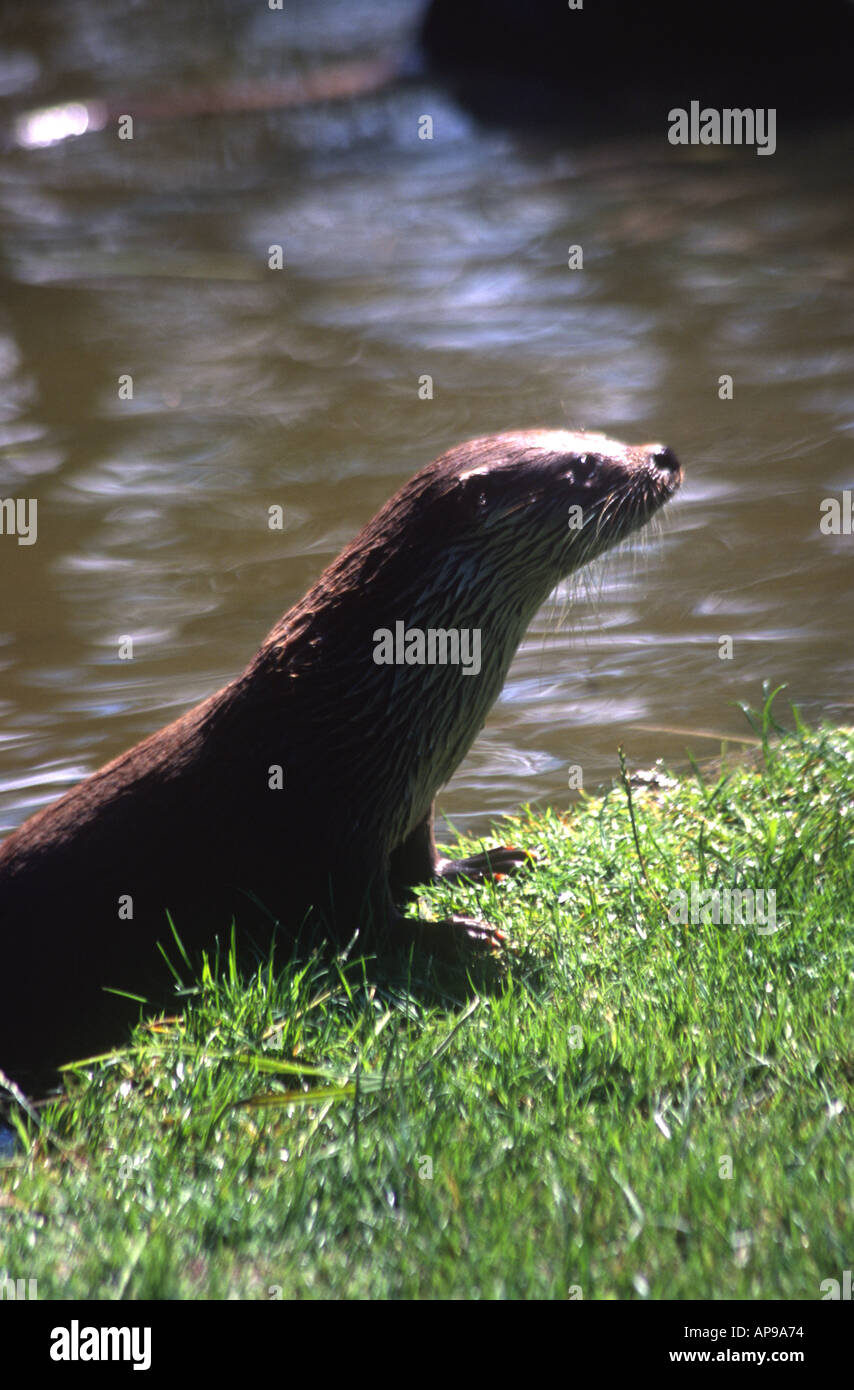 Otter mondo naturale Wales UK JK Foto Stock