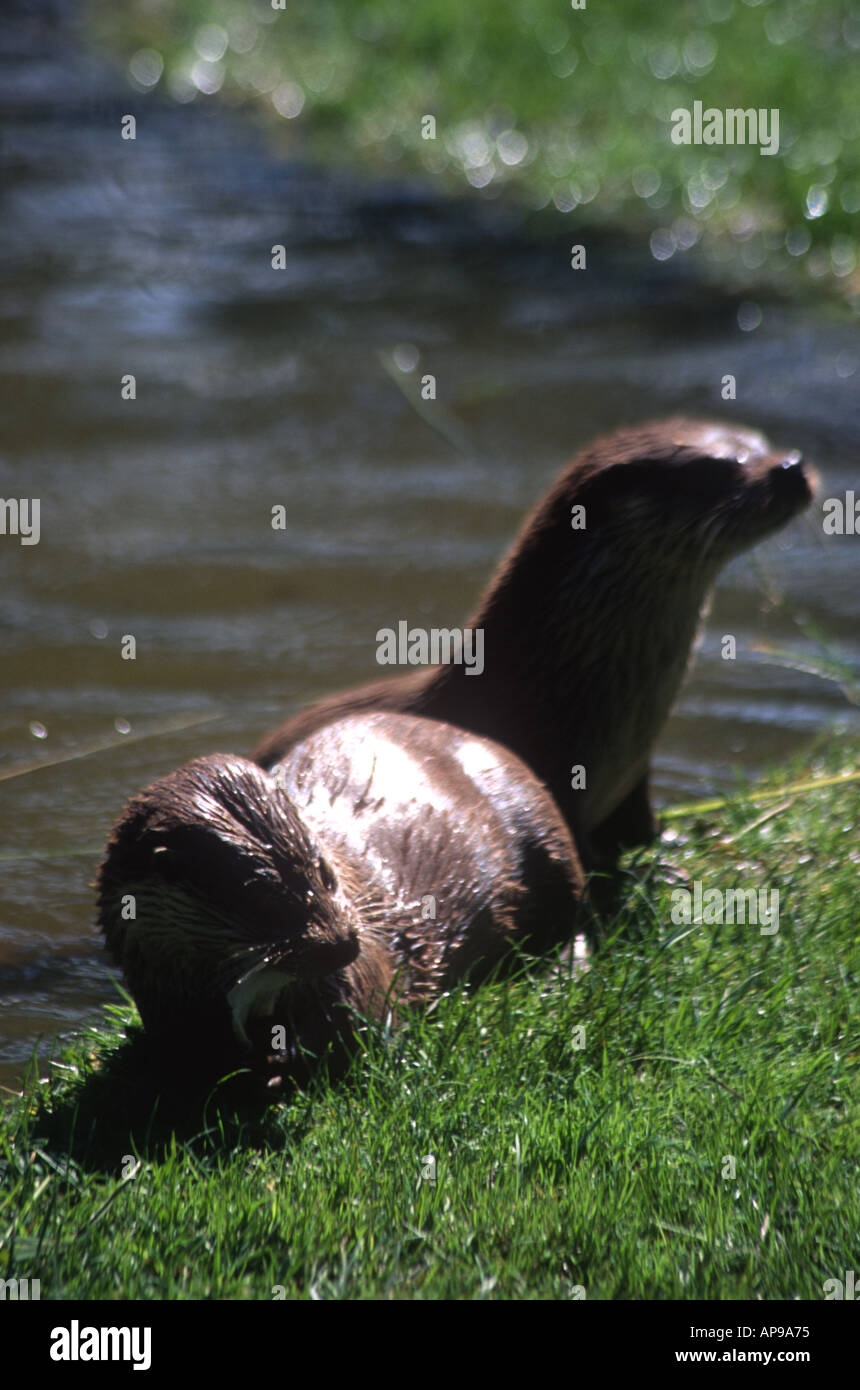 Otter mondo naturale Wales UK JK Foto Stock