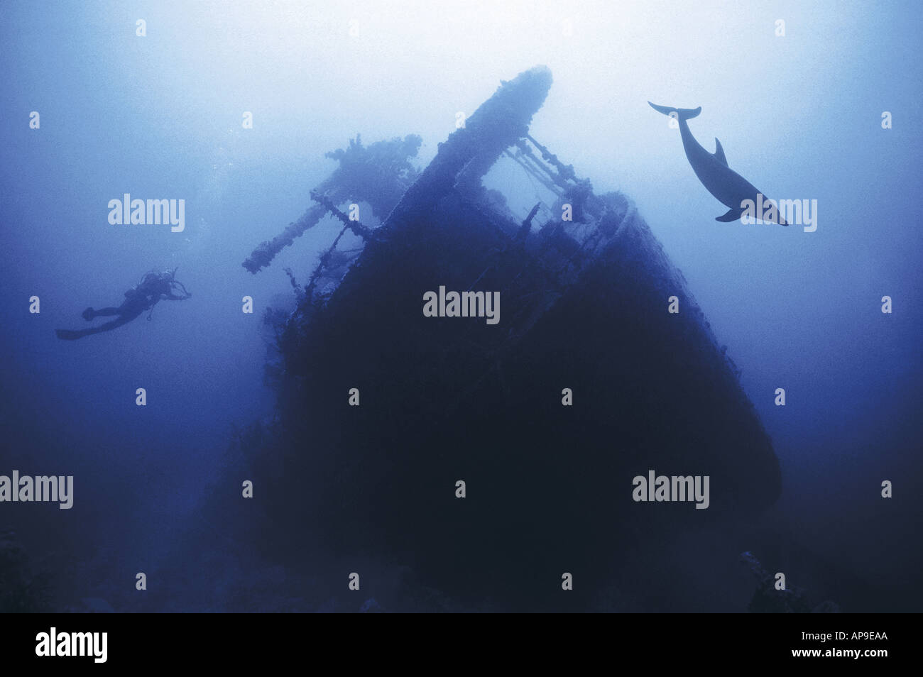 Nuoto con i delfini vicino al relitto del Thistlegorm Foto Stock