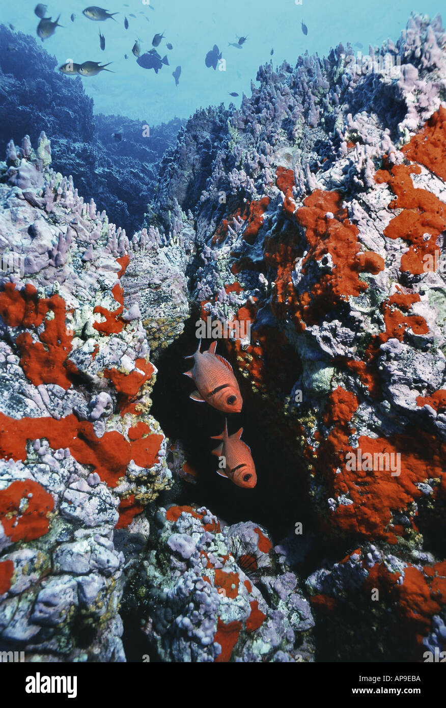 Soldierfishes nascosto nel reef Foto Stock