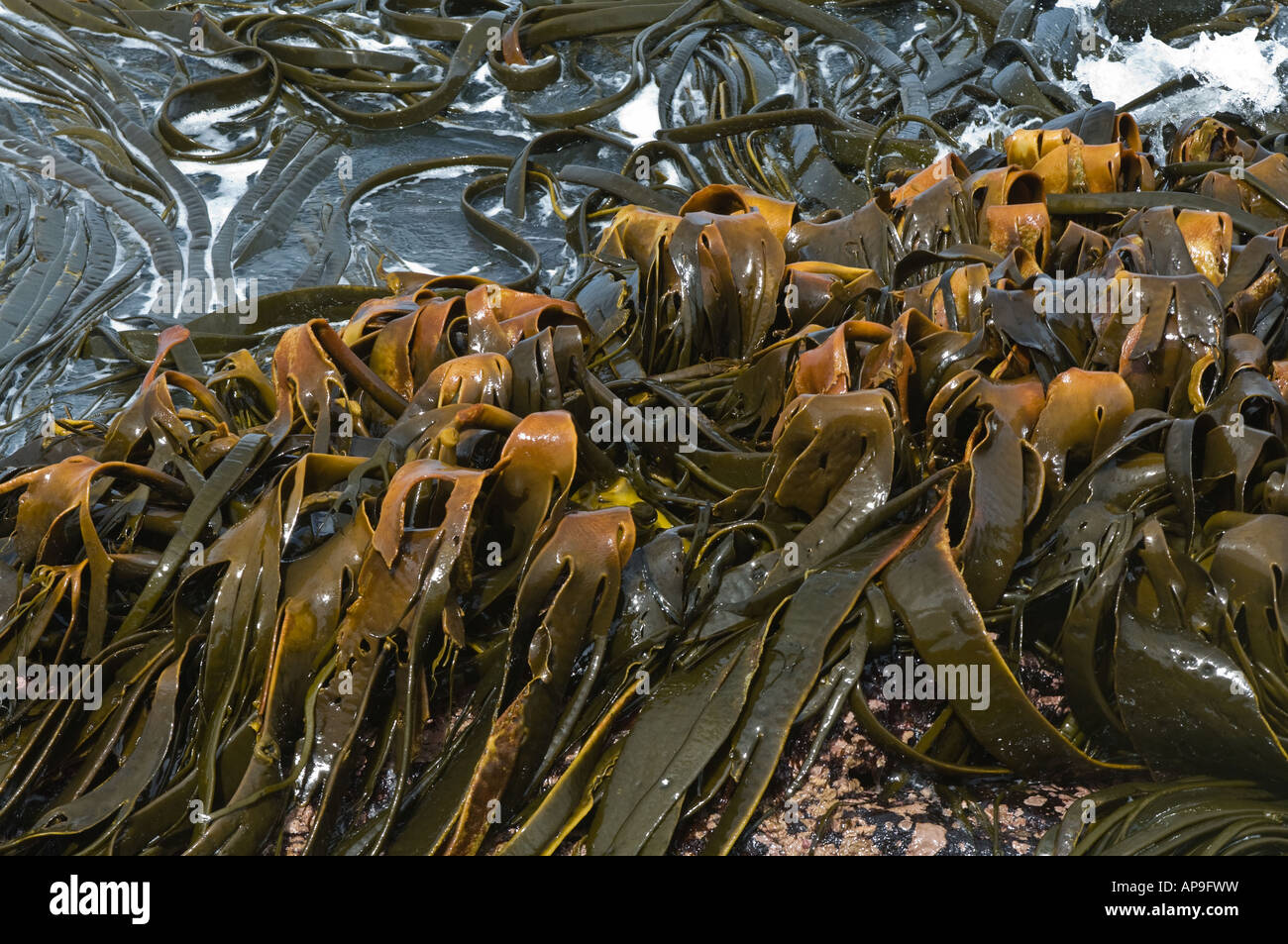 Giant Kelp Macrocystis pyrifera alghe brune sulla riva del Sea Lion Island Isole Falkland Est Sud Atlantico Dicembre Foto Stock
