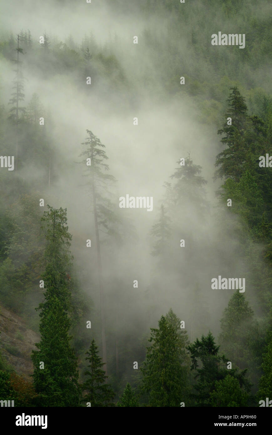 Misty cloud che salgono attraverso stagliano forest Foto Stock