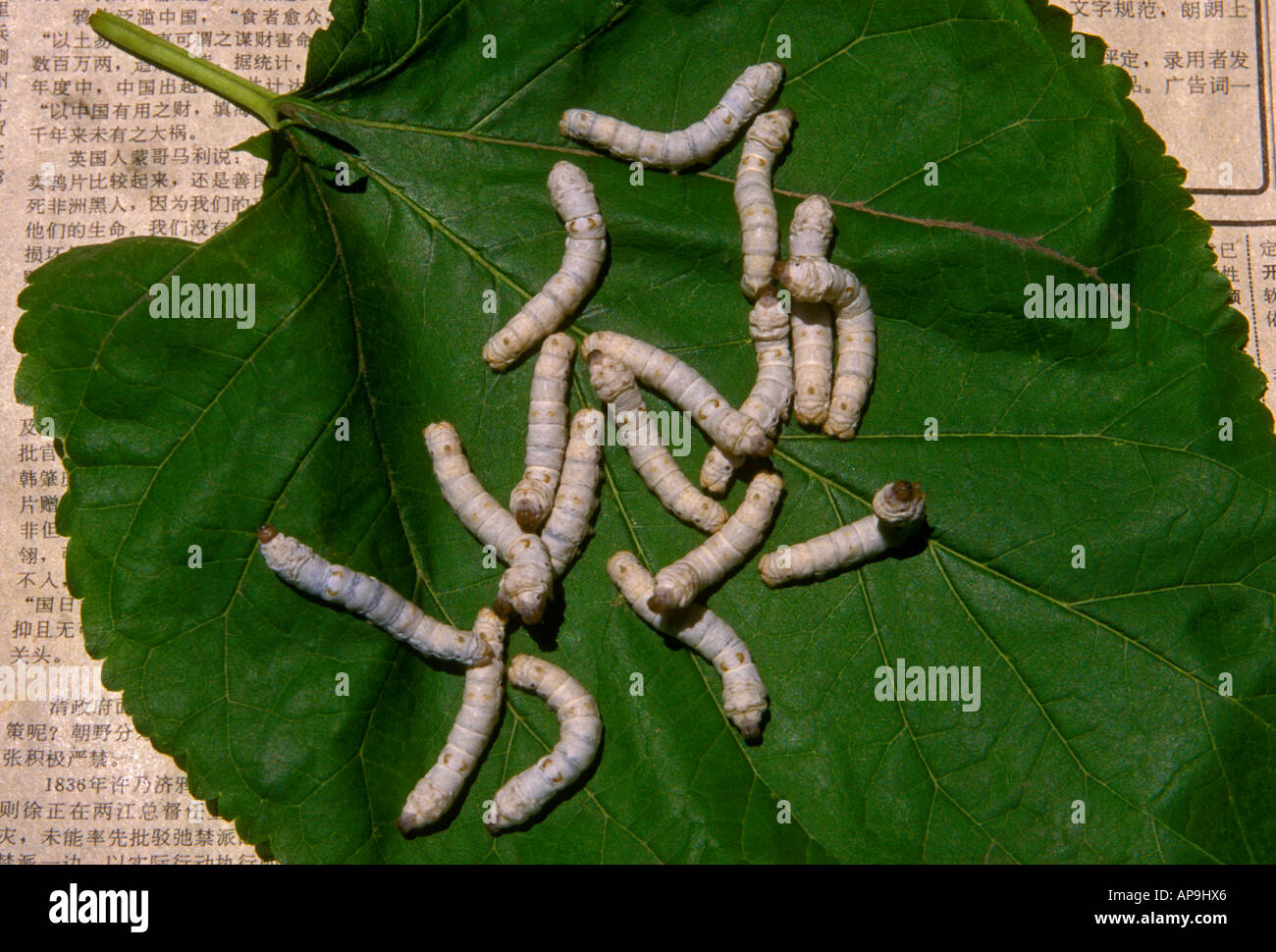 Silkworm bruchi alimentazione su foglie di gelso a, i ricami di Suzhou Research Institute, nella città di Suzhou, Cina Foto Stock