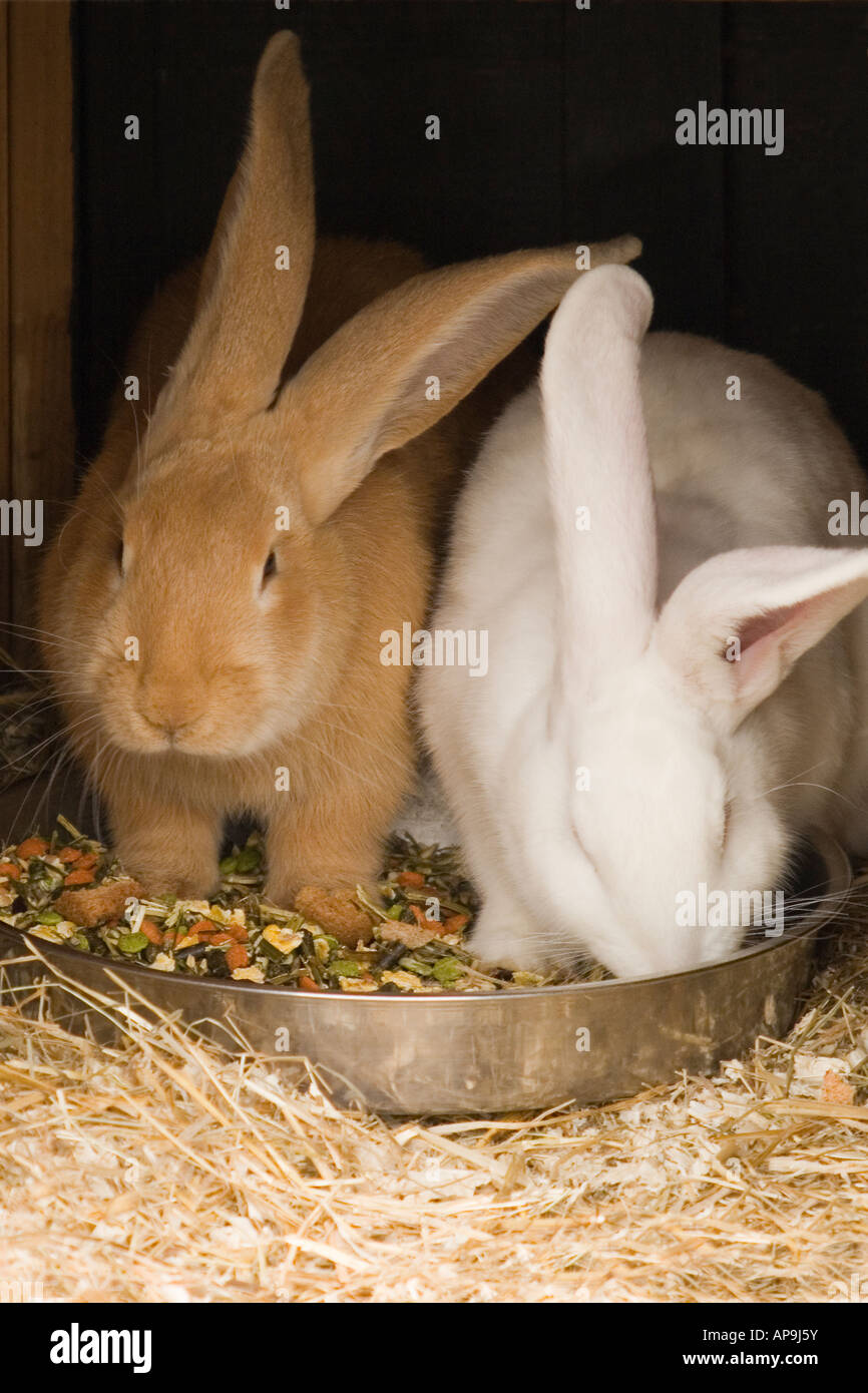 Coniglietti tempo di alimentazione Foto Stock