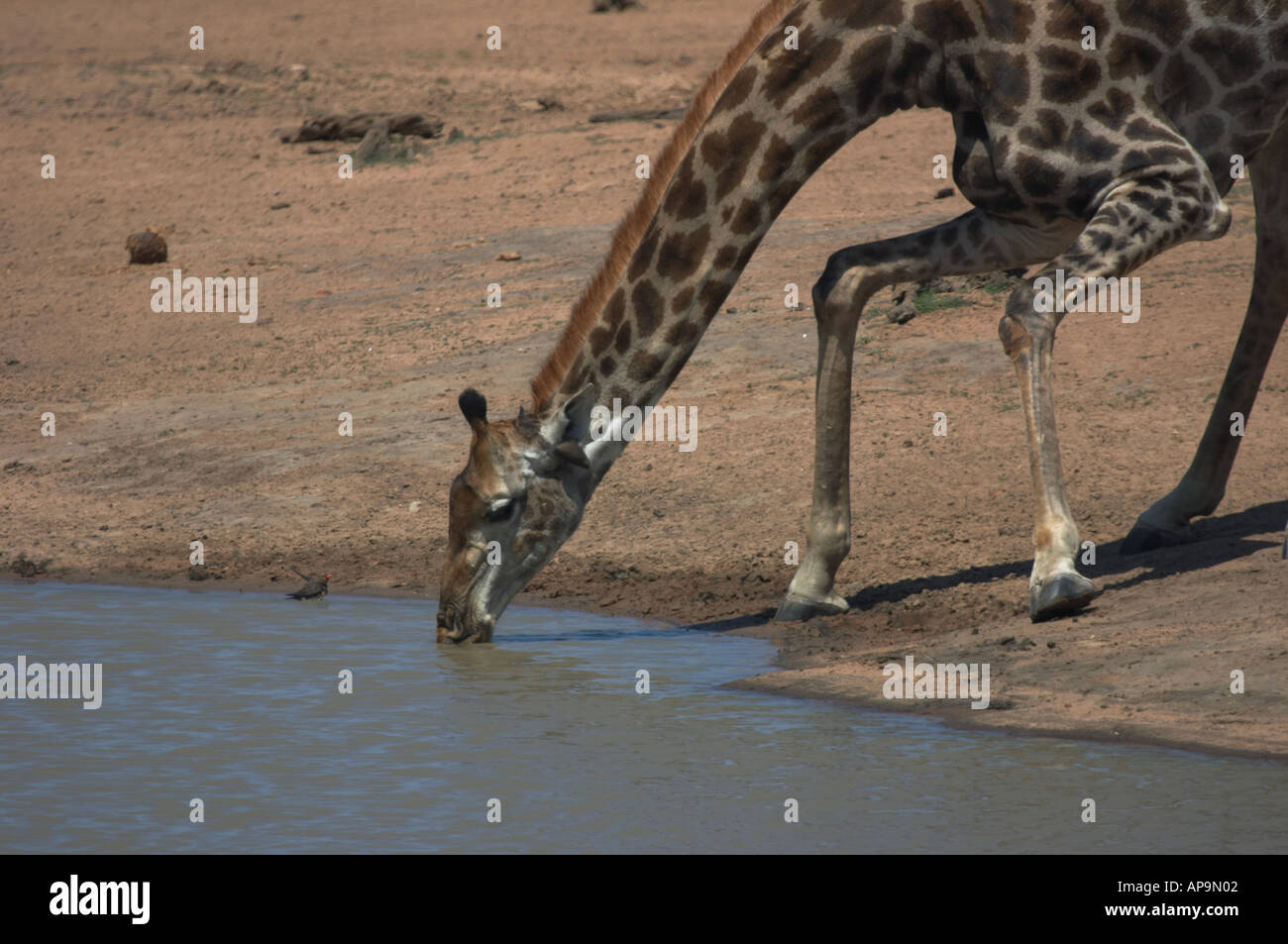 Giraffe bere sul fiume Foto Stock