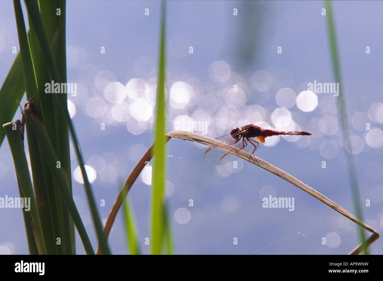Scarlet Darter Dragonfly (Crocothemis erythraea). Arroccato su un gambo accanto ad una piscina. Sul Causse de Gramat. Lotto regione, Francia. Foto Stock