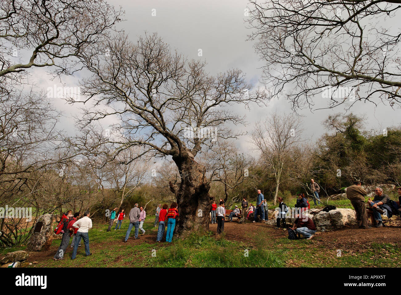 Israele la Bassa Galilea Monte Tabor Oak Quercus Ithaburensis albero in Tivon Foto Stock