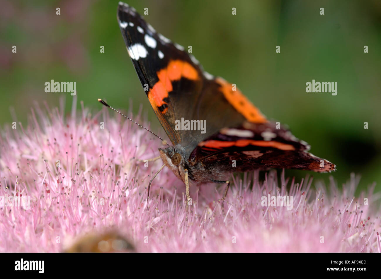 Pianta di ghiaccio (Hylotelephium spectabile) testa di fiori da vicino con l'alimentazione delle farfalle dell'ammiraglio rosso Foto Stock