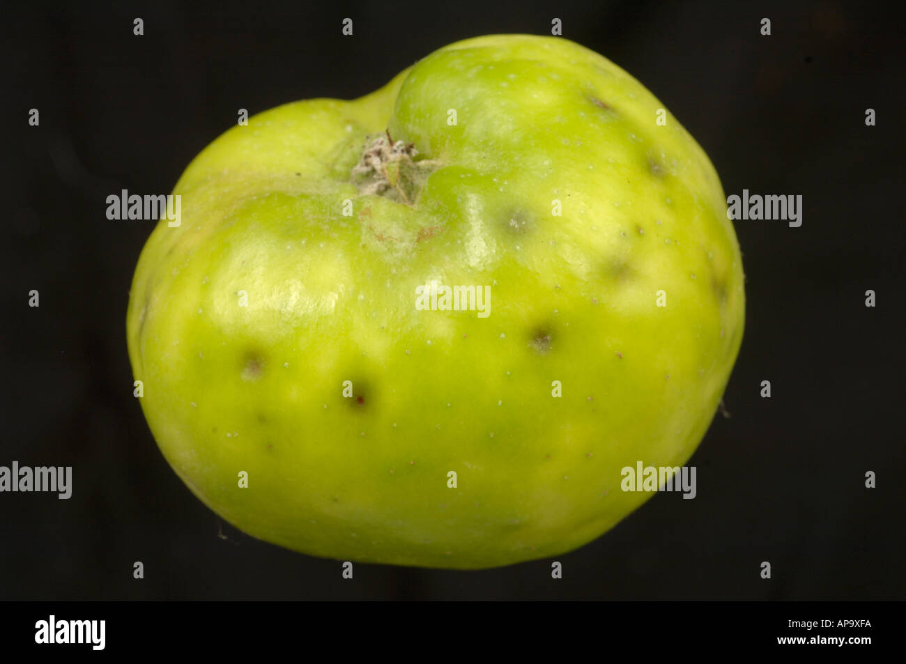 La mela intera mostra macchie e frutto di vaiolatura knowmn come bitter pit come una conseguenza della carenza di calcio Foto Stock