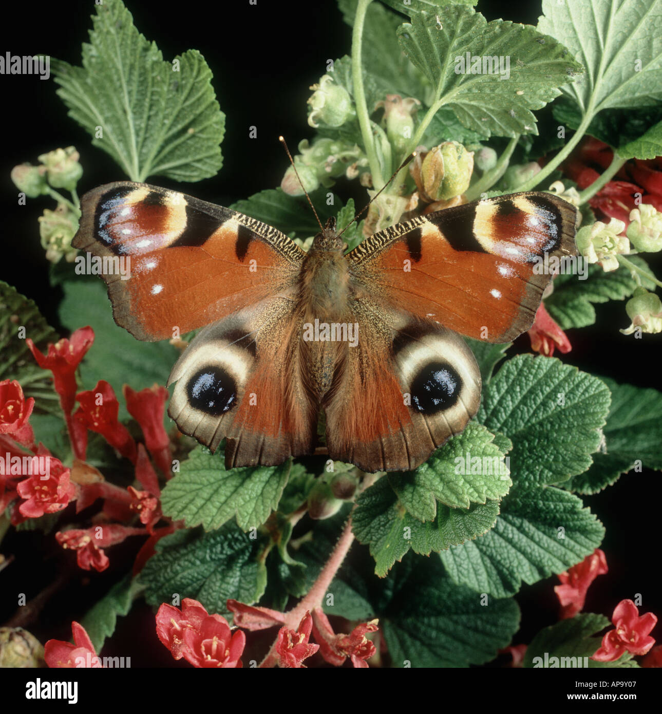 Farfalla pavone (Aglais io) imago che mostra la colorazione di avvertimento occhi su ribes fioritura Foto Stock