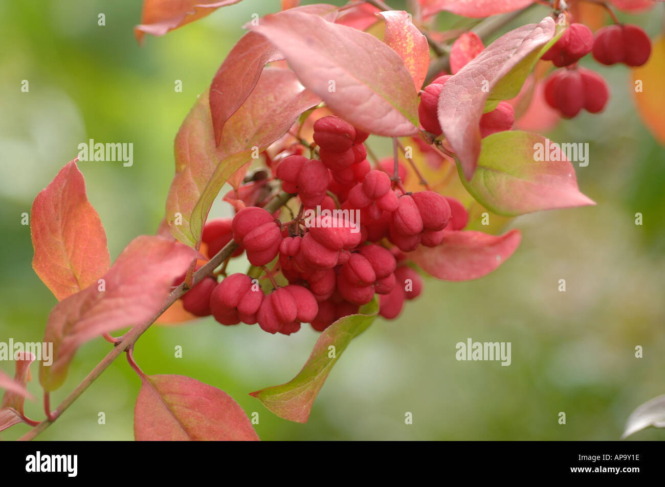 Euonymus europaeus cascata rosso autunno rosso frutti con foglie di autunno Foto Stock