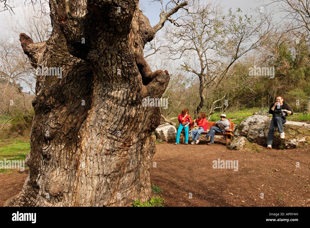 Israele la Bassa Galilea Monte Tabor Oak Quercus Ithaburensis albero in Tivon Foto Stock