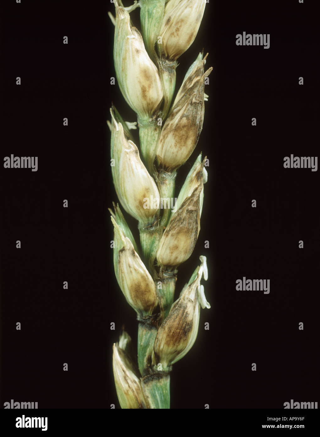 Glume blotch o (Phaeosphaeria nodorum) infezione di un orecchio di grano Foto Stock
