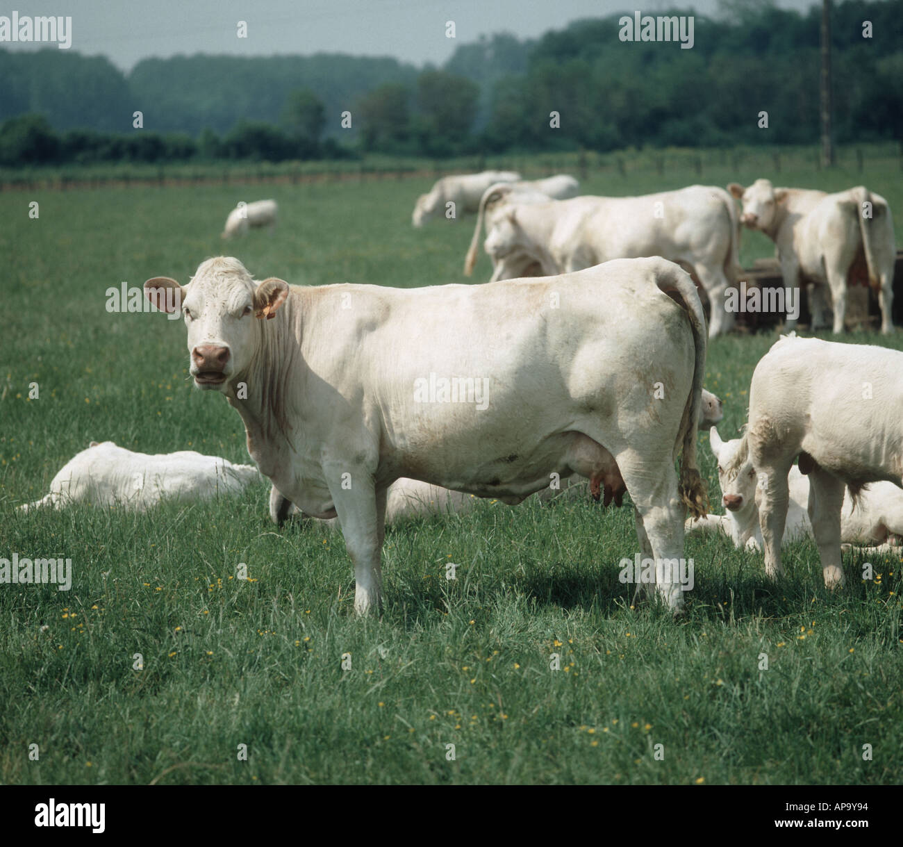 Carne di manzo Charolais vacche nutrici con i loro vitelli nel Giura Francia Foto Stock
