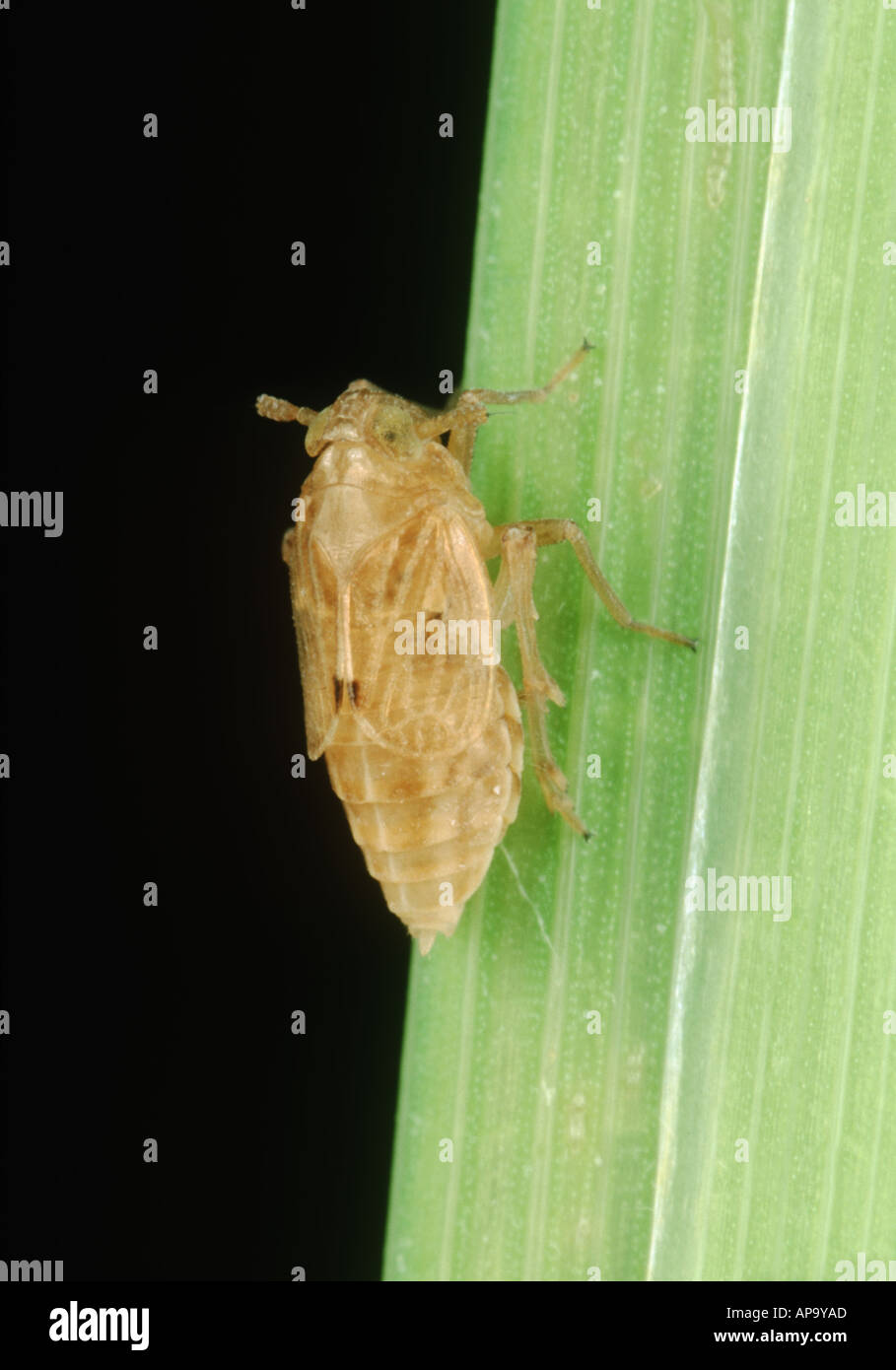 Riso marrone planthopper Nilaparvata lugens brachyopterous adulto sullo stelo di riso Foto Stock