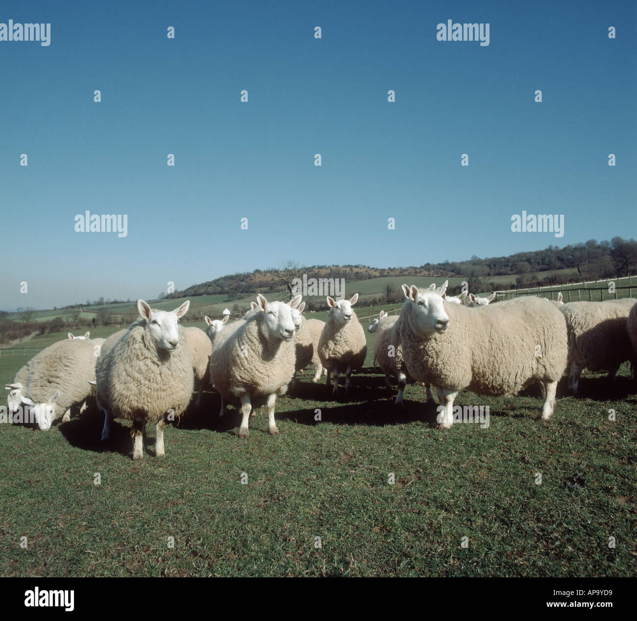 Il paese del nord Cheviot pecore sull'erba su un bel fine giornata invernale Foto Stock