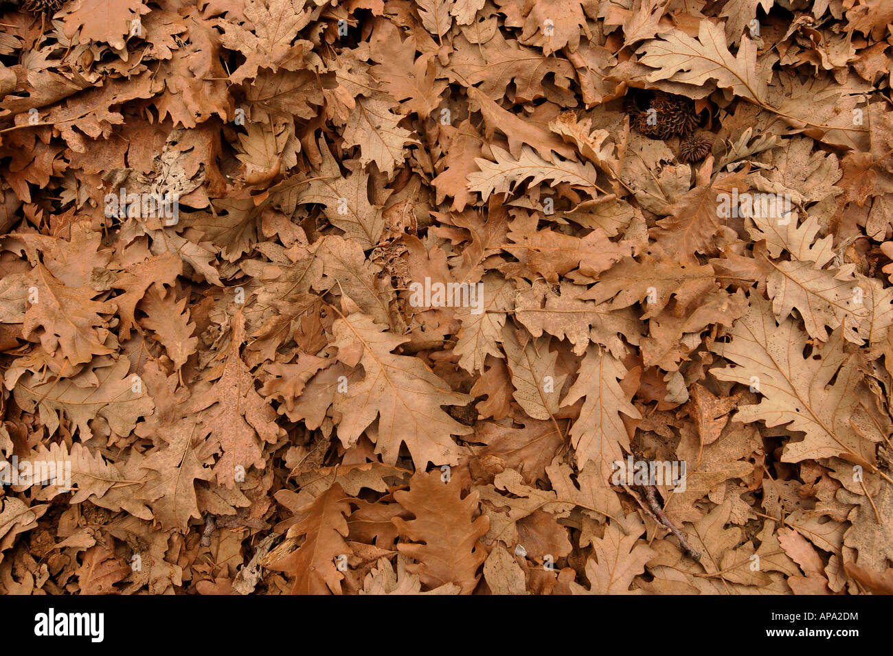 Alture del Golan foglie secche della quercia turca Quercus cerris sul monte Hermon Foto Stock