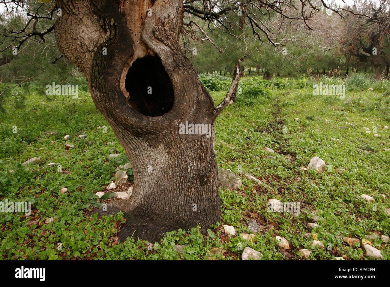 Israele altezze Menashe Monte Tabor Oak Qyercus Ithaburensis albero in Tel Alonim Foto Stock