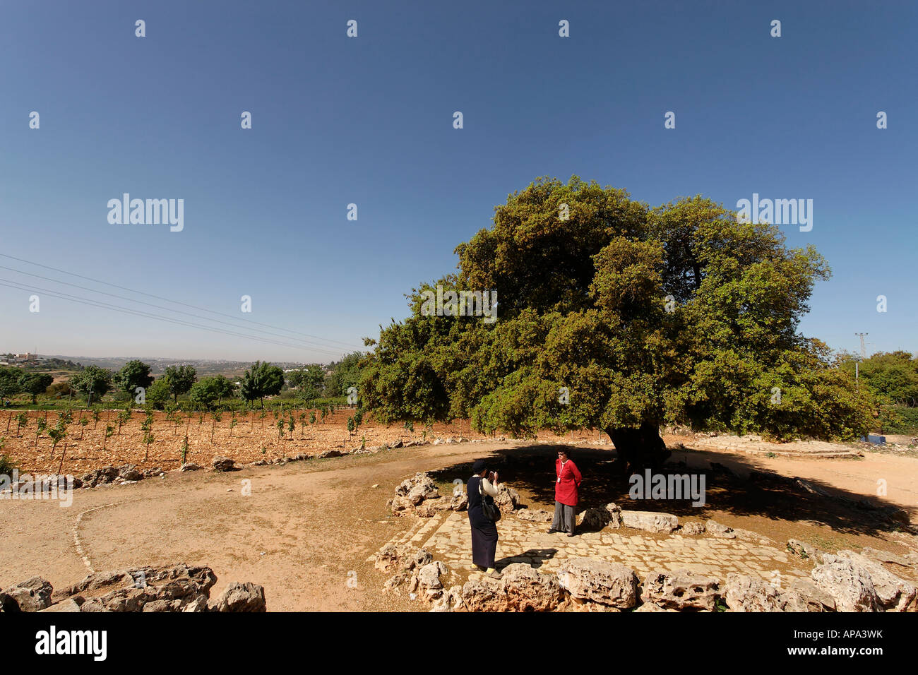 La giudea Kermes Oak Quercus Caliprinos in Gush Etzion Foto Stock