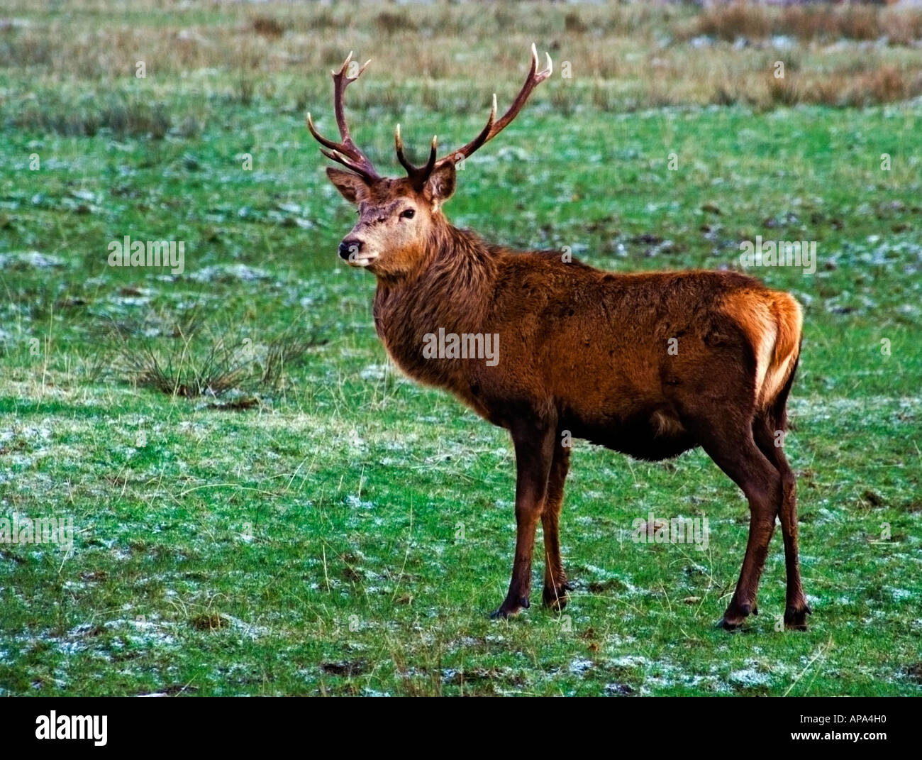 Red Deer cervo Cervus elaphu presi in Glen Etive Lochaber Scozia highlands Foto Stock