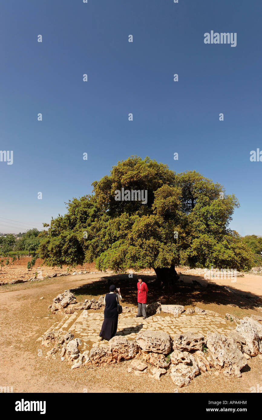 La giudea Kermes Oak Quercus Calliprinos in Gush Etzion Foto Stock