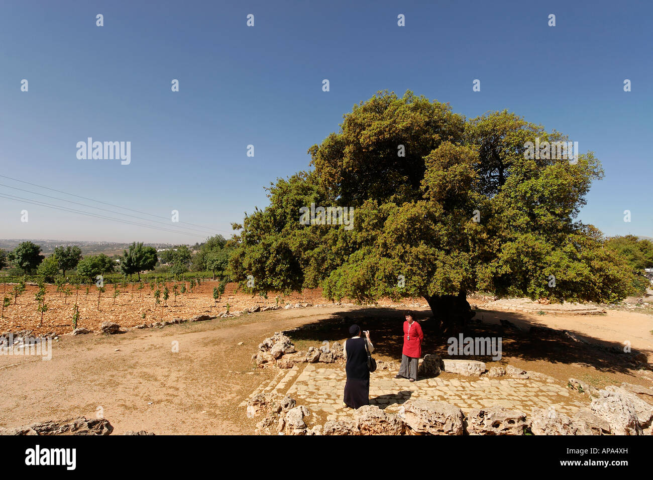 La giudea Kermes Oak Quercus Calliprinos in Gush Etzion Foto Stock