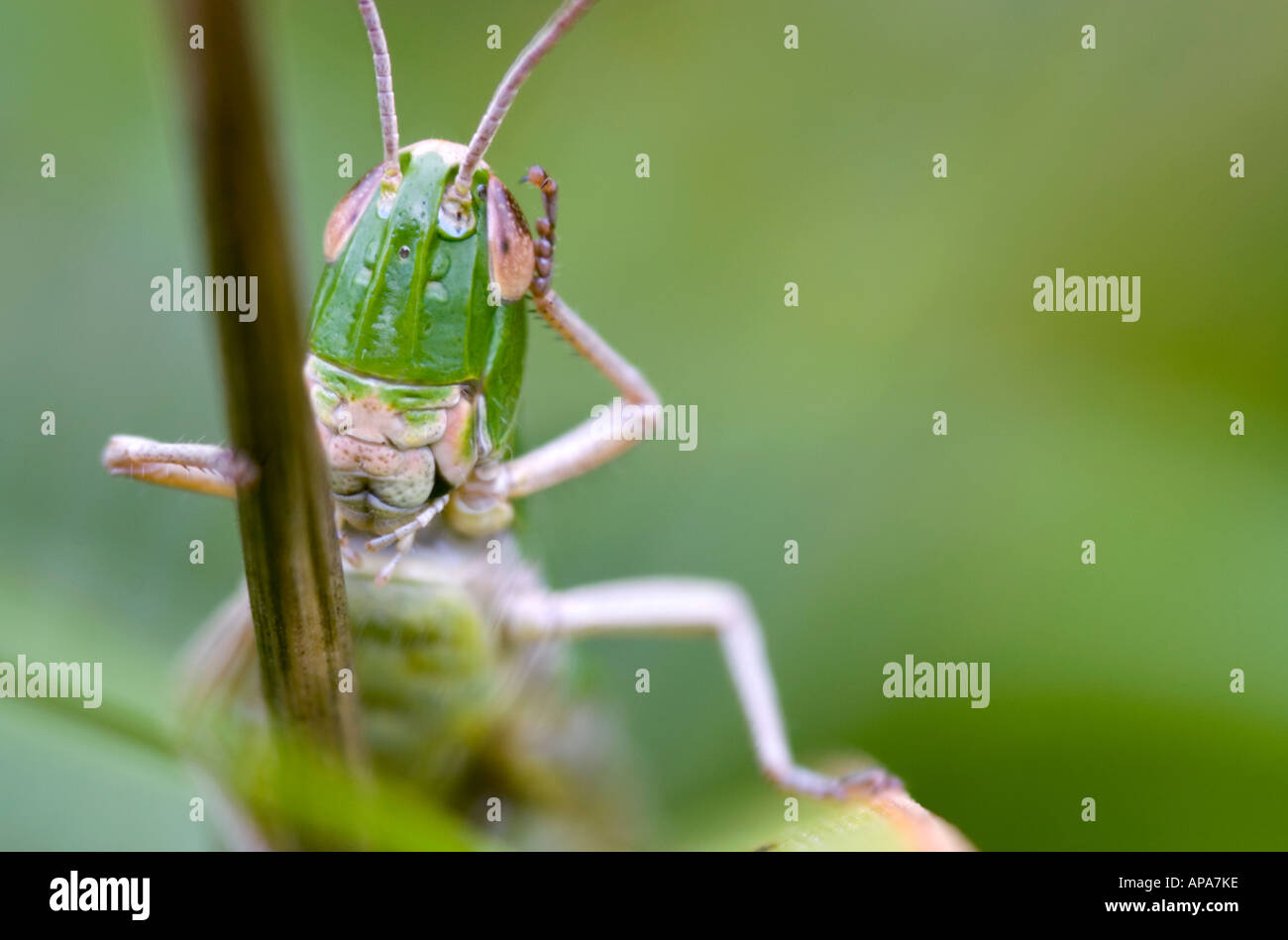 Chorthippus parallelus. Close-up di prato grasshopper il lavaggio e la pulizia dello stesso su un gambo di erba in campagna inglese Foto Stock