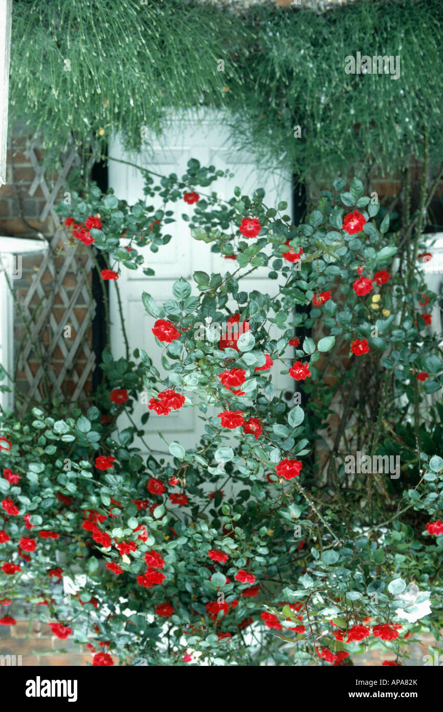 Lavanda e red rose rampicanti di fronte porta bianca Foto Stock