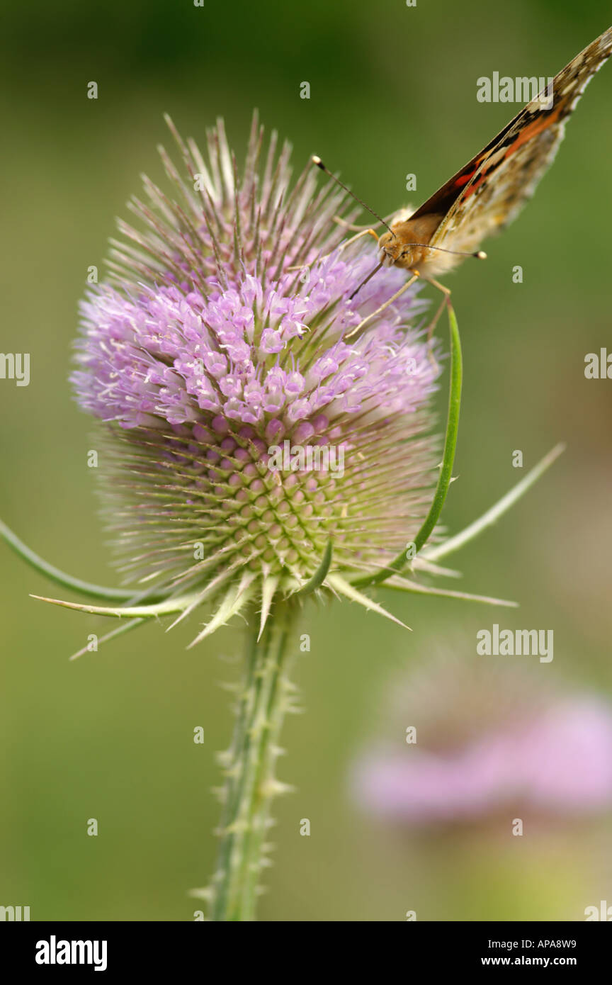 Vanessa cardui dipinto Lady alimentazione a farfalla sulla testa Teasel Foto Stock
