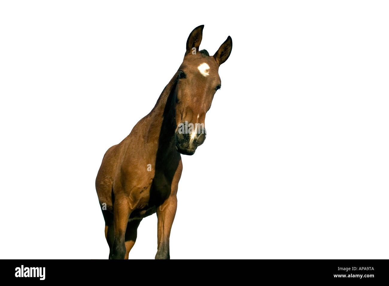 Pony per animali domestici Immagini Vettoriali Stock - Alamy