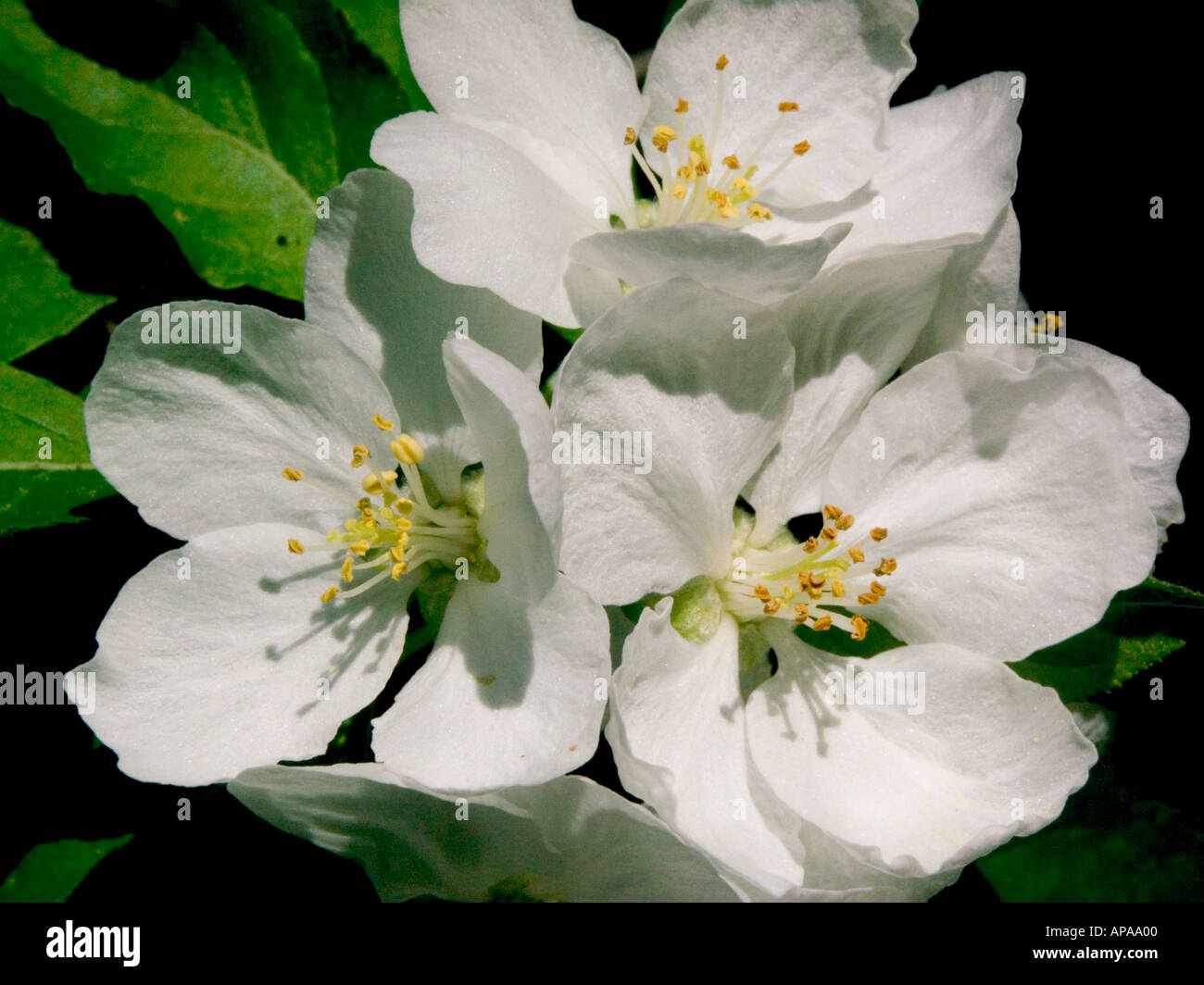 fiori di melo Foto Stock