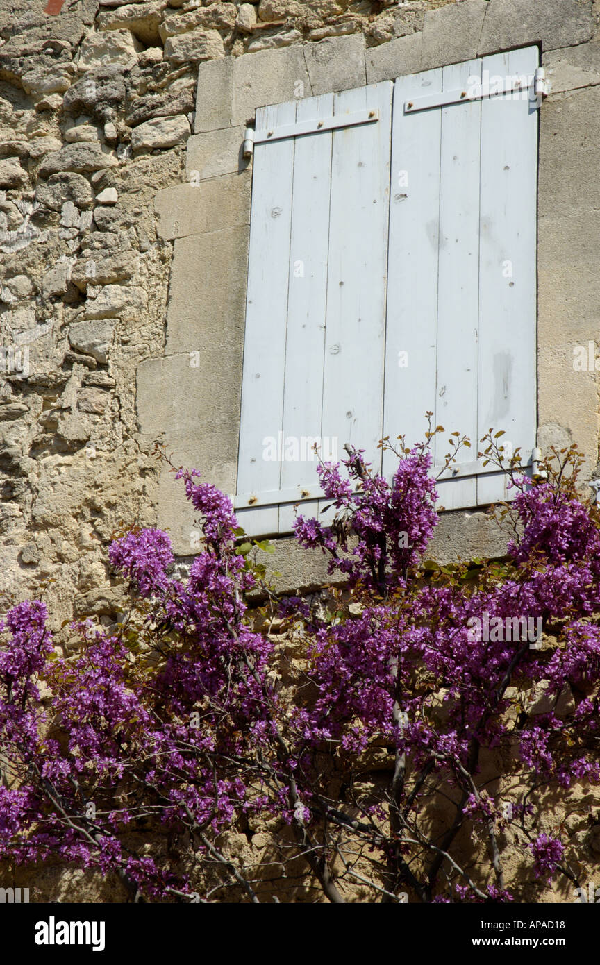 Francia Provenza luberon bonnieux villaggio fiorito albero a molla e una finestra chiusa Foto Stock