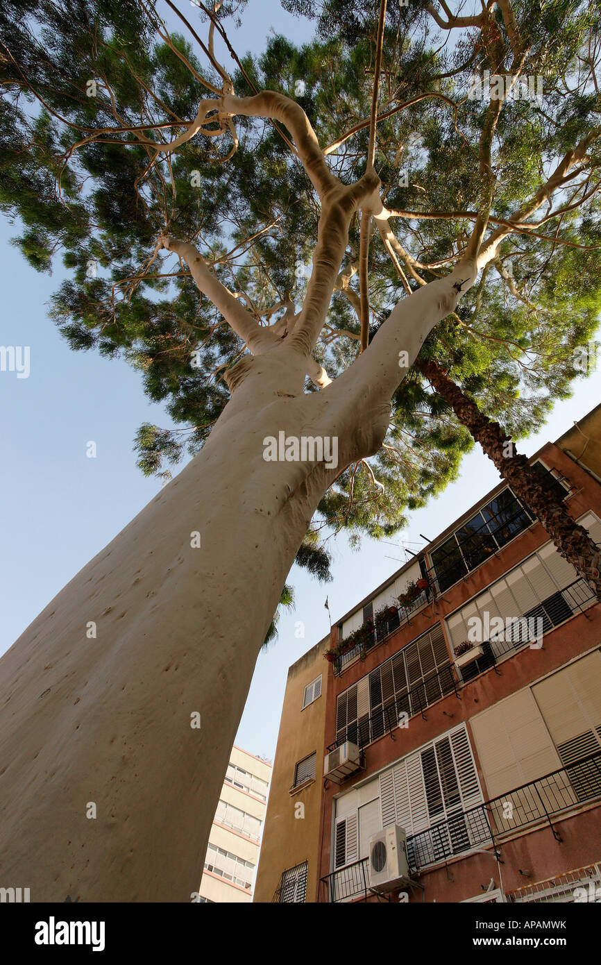 Israele eucalipto eucalipto citriodora a Petach Tikva Foto Stock