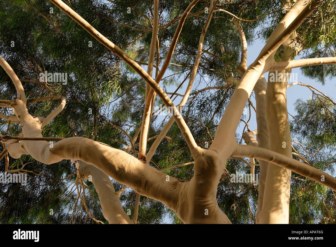 Israele eucalipto eucalipto citriodora a Petach Tikva Foto Stock