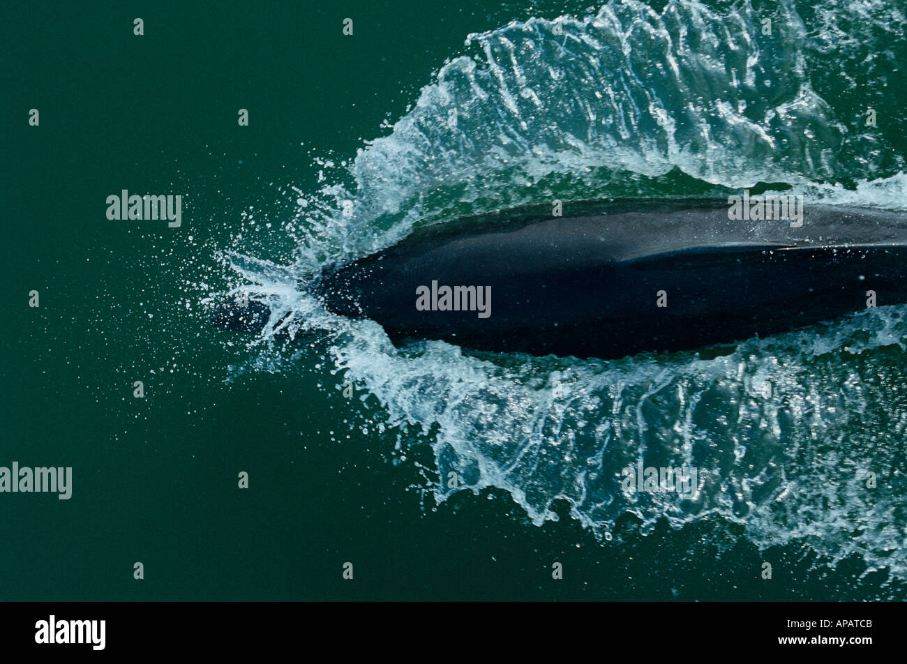 Il tursiope o delfino maggiore (Tursiops truncatus) bow equitazione, Gambia, Africa Foto Stock