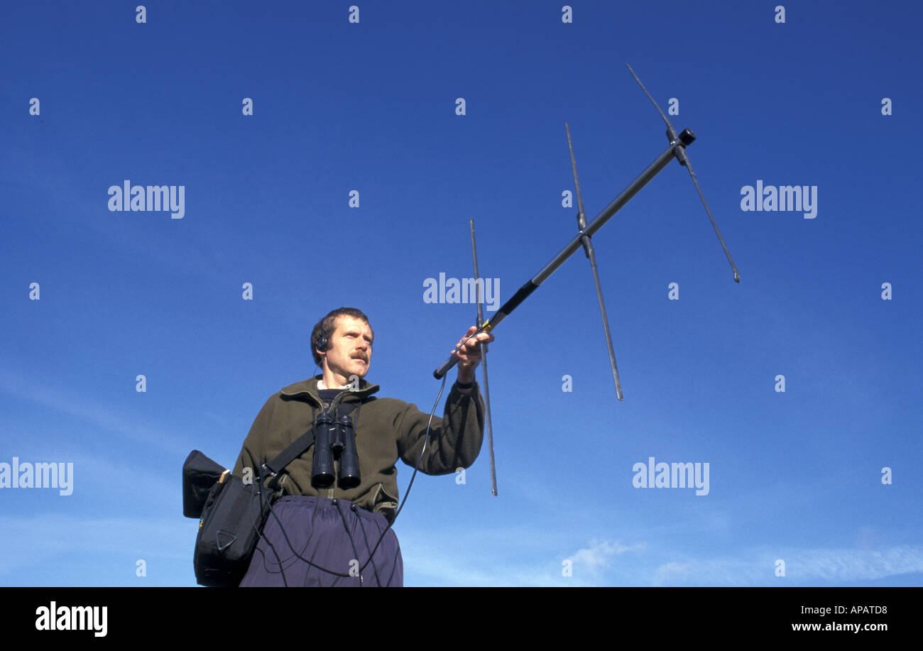 Un resercher radiotracing una lepre marrone montato con il collare trasmettitore sul livelli di Somerset Inghilterra Foto Stock