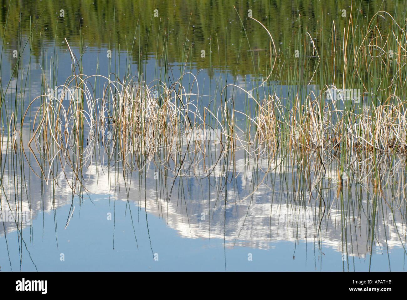 Stranamente tranquillo pattern di giunco piegato in acqua ancora riflessioni Foto Stock