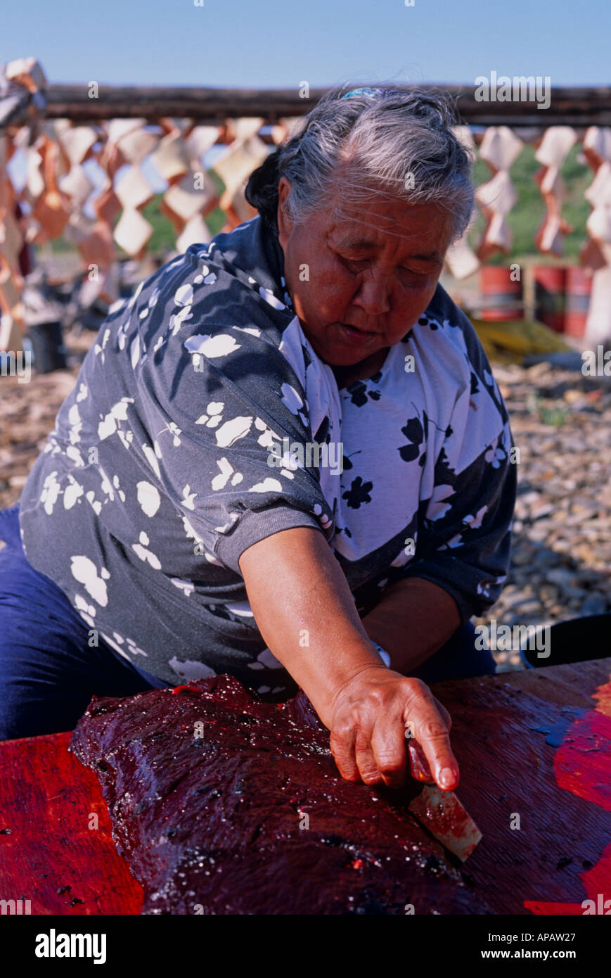 Inuvialuit (Inuit) Taglio Donna Beluga carne di balena con tradizionale coltello (ULU), vicino a Inuvik, NW Territori, Canada Foto Stock