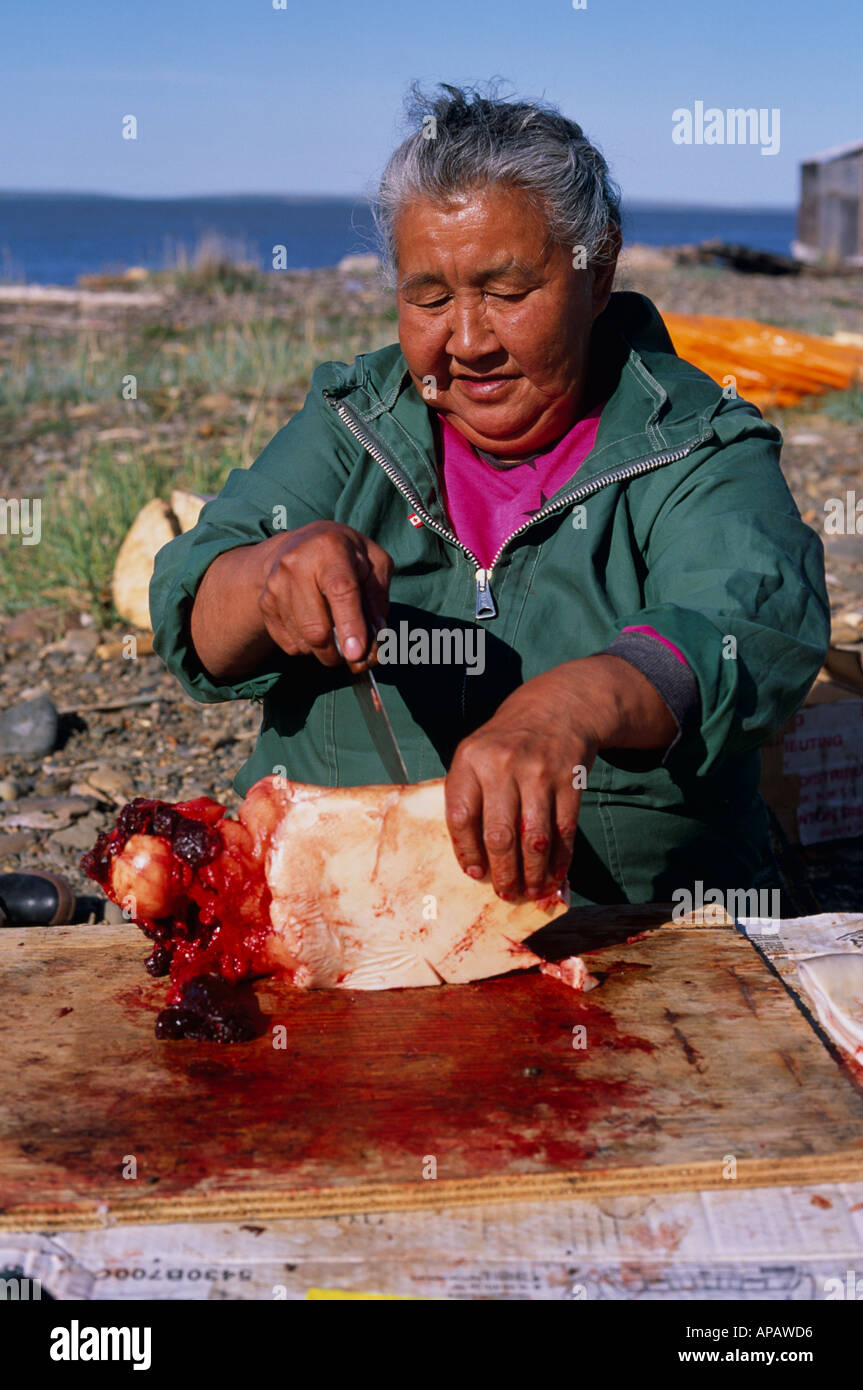 Inuvialuit (Inuit) Taglio Donna Beluga carne di balena con tradizionale coltello (ULU) vicino a Inuvik, NW Territori, Canada Foto Stock