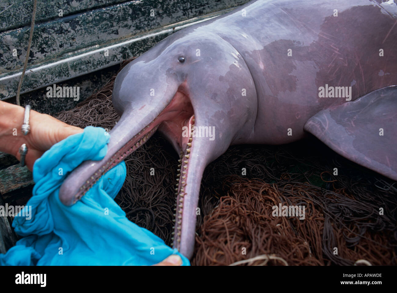 Amazon delfini di fiume (geoffrensis Inia) uccisi in interazione della pesca, vicino a Manaus, Amazon, Brasile Foto Stock