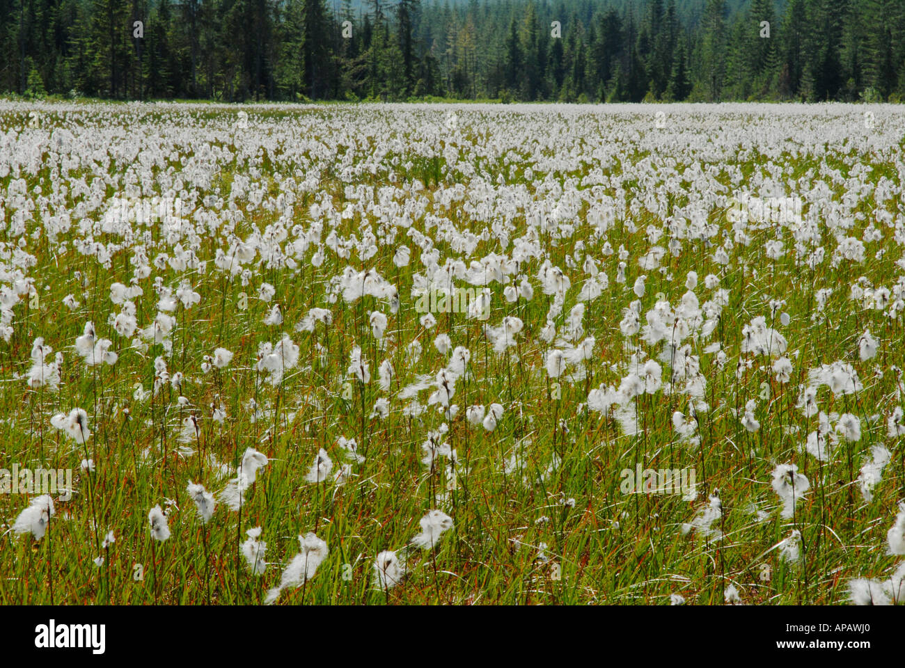 Magnifica esposizione di cotone-erba Foto Stock