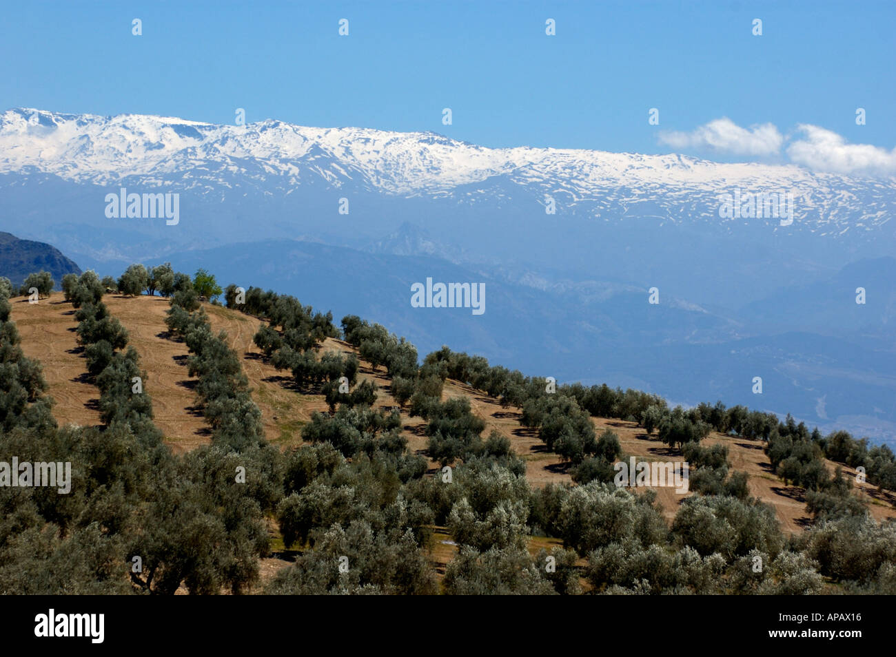 Filari di alberi di olivo contro l'Alpujarras innevate montagne in Andalusia, Spagna. Foto Stock