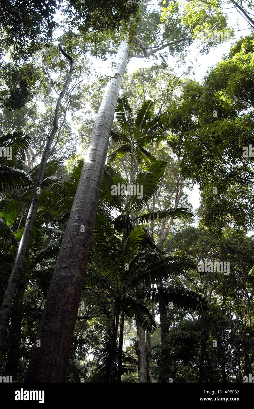 Foresta pluviale di Yidney Scrub su Fraser Island Queensland Australia. Ospita gli alberi di Satinay, le palme di Piccabeen di Brush Box e gli alberi di Gum di Scribbly. Foto Stock