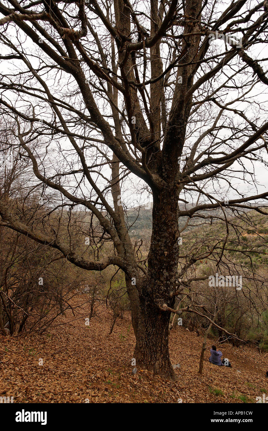 Alture del Golan Turkish Oak Quercus cerris sul monte Hermon Foto Stock
