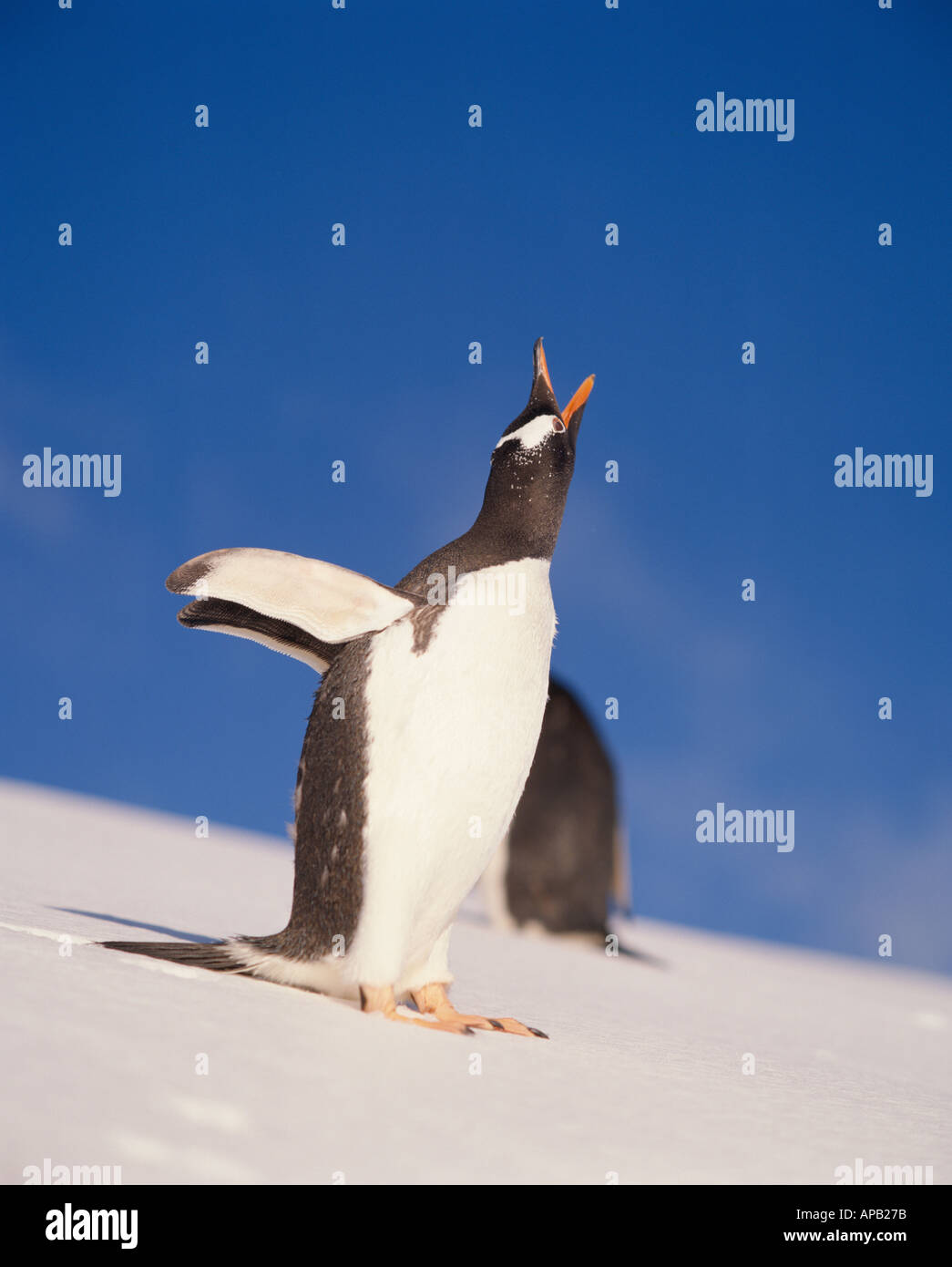 I pinguini Gentoo ANTARTICO Foto Stock