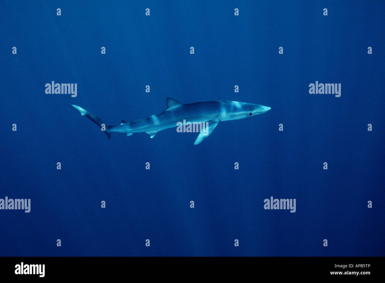 Blue Shark Prionace glauca Foto Stock