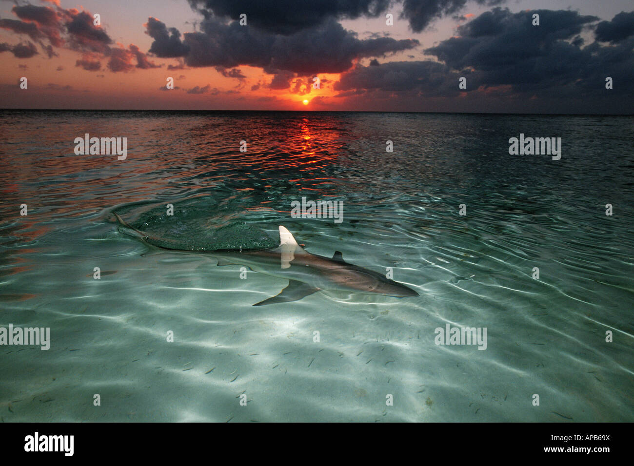 Lo squalo Blacktip Carcharhinus limbatus al tramonto Foto Stock