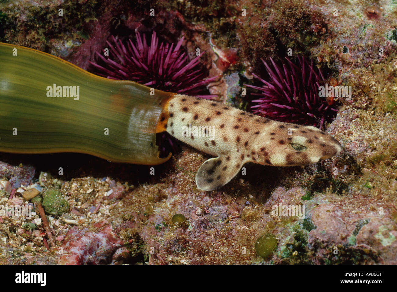 Si rigonfiano shark Cephaloscyllium ventriosum emerge da un uovo Foto Stock