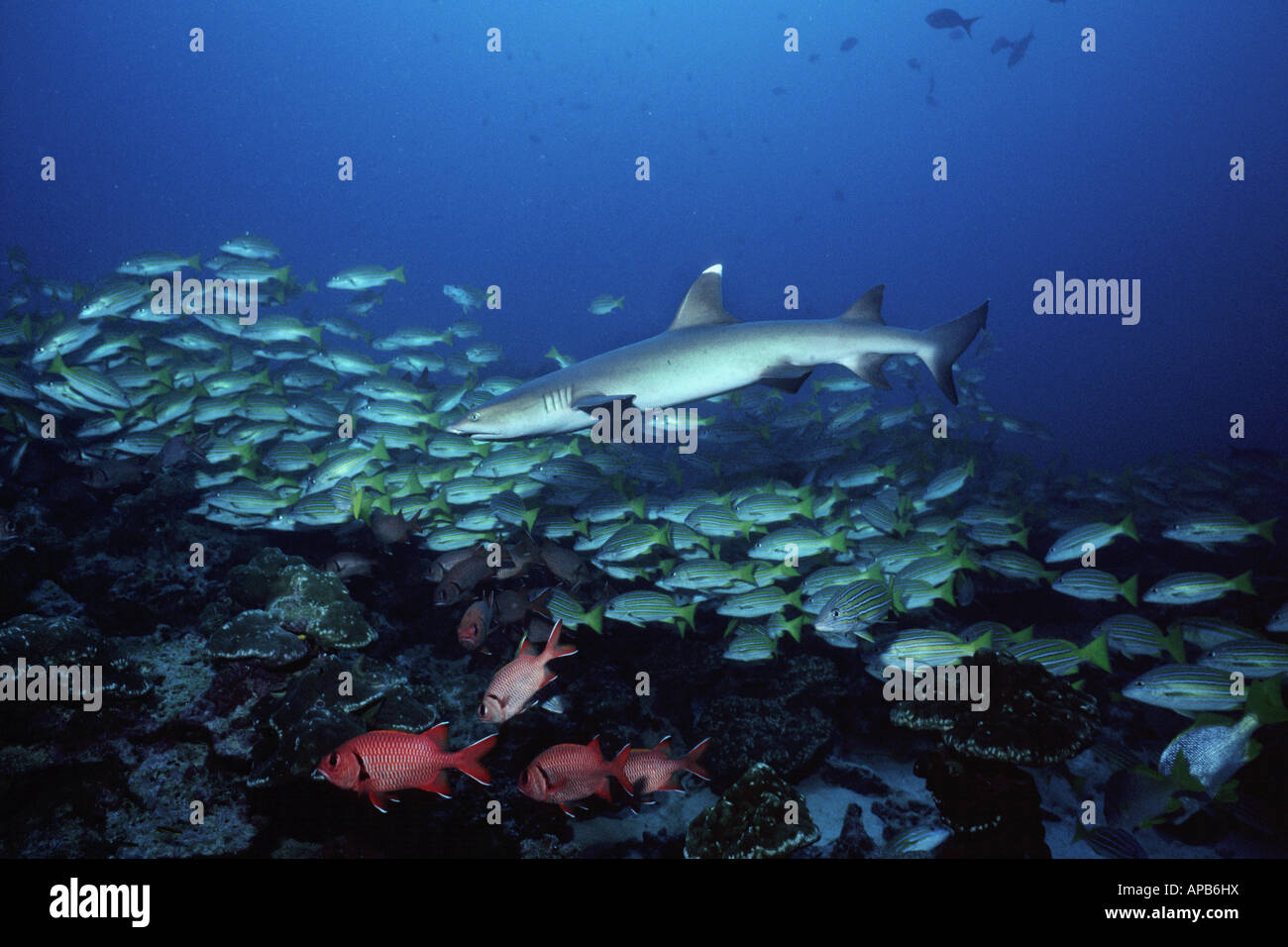 Whitetip reef shark Triaenodon obesus Foto Stock